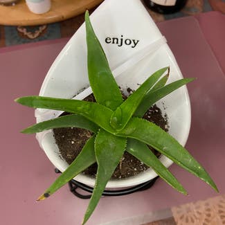 Aloe Vera plant in Somewhere on Earth