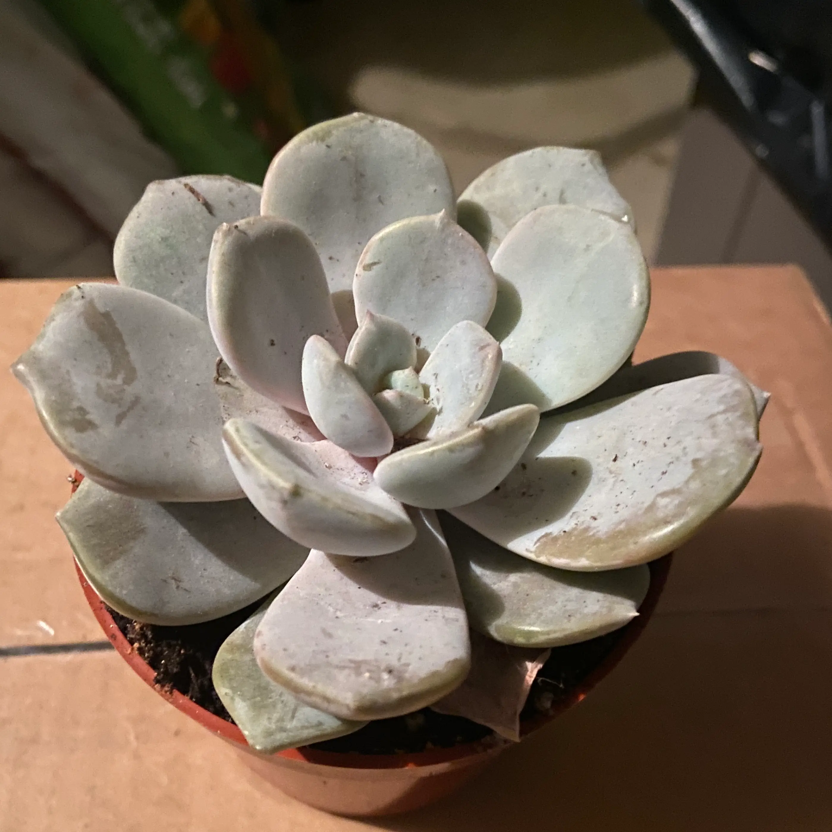 Photo of the plant species Fairy Wash Echeveria by @ejmac named Armand on Greg, the plant care app
