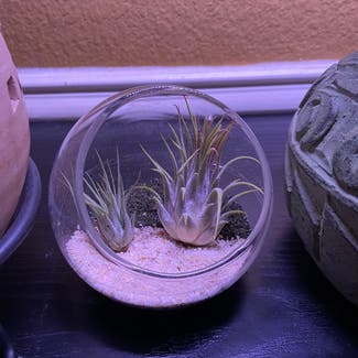 Air Plant plant in Somewhere on Earth