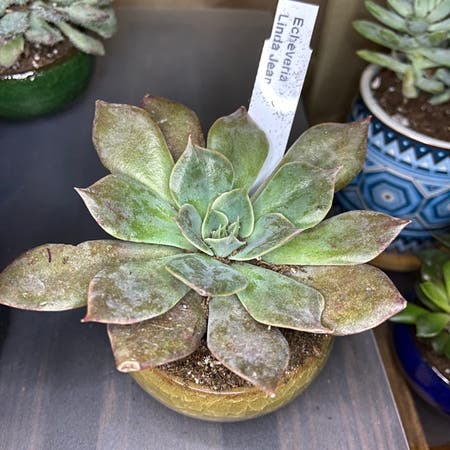 Photo of the plant species Echeveria 'Linda Jean' by Ejmac named Linda Jean on Greg, the plant care app