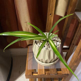 Hawaiian Spider Plant plant in Somewhere on Earth