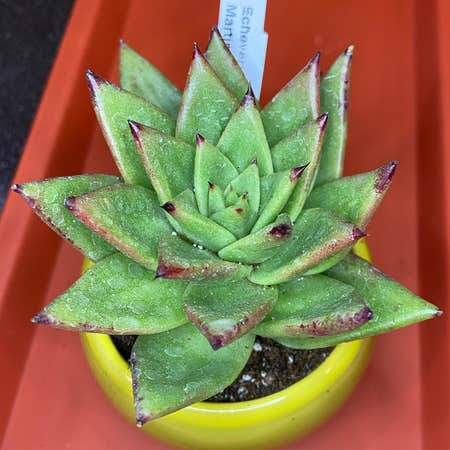 Photo of the plant species Echeveria Martin's Hybrid by @ejmac named Martin on Greg, the plant care app