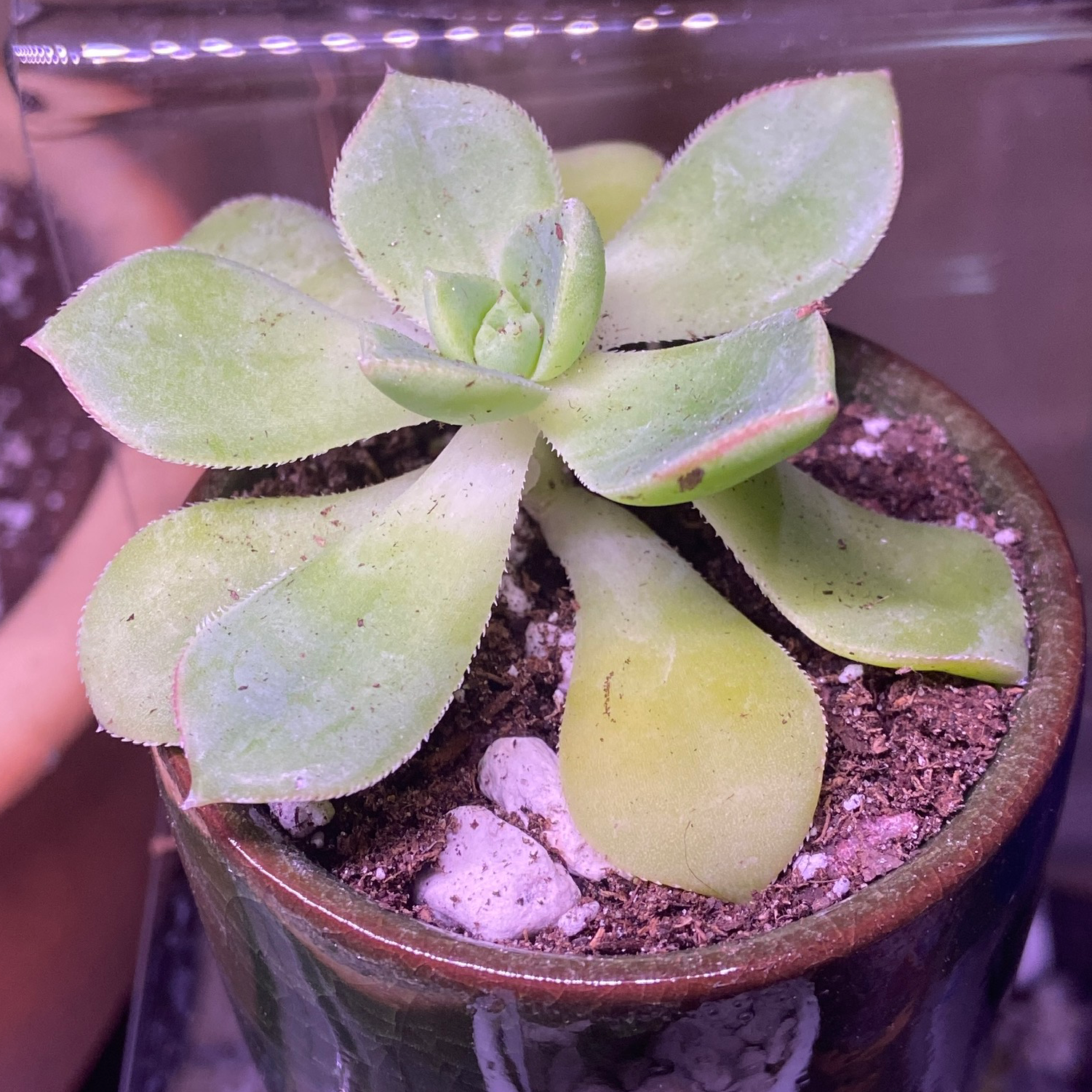 Chalk Dudleya plant in a pot with some yellowing and browning leaves.