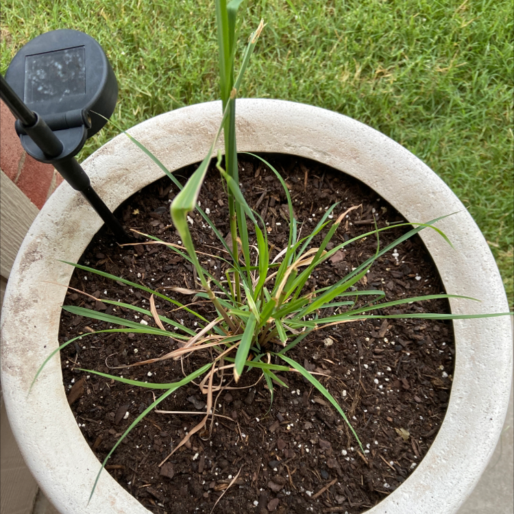 Lemon Grass plant photo by @ejmac named Grace on Greg, the plant care app.