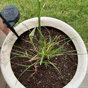 Cymbopogon Citratus plant photo by @ejmac named Grace on Greg, the plant care app.