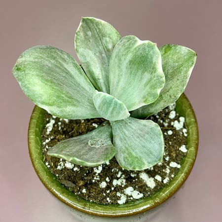 Photo of the plant species Echeveria Decora Variegata by Ejmac named Decora on Greg, the plant care app