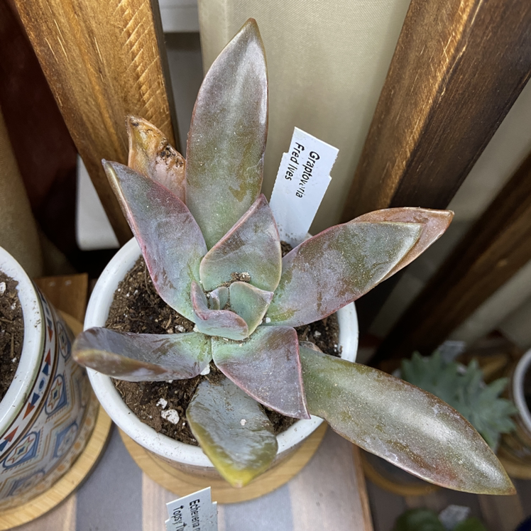 Potted Graptoveria 'Fred Ives' succulent with some leaf discoloration.