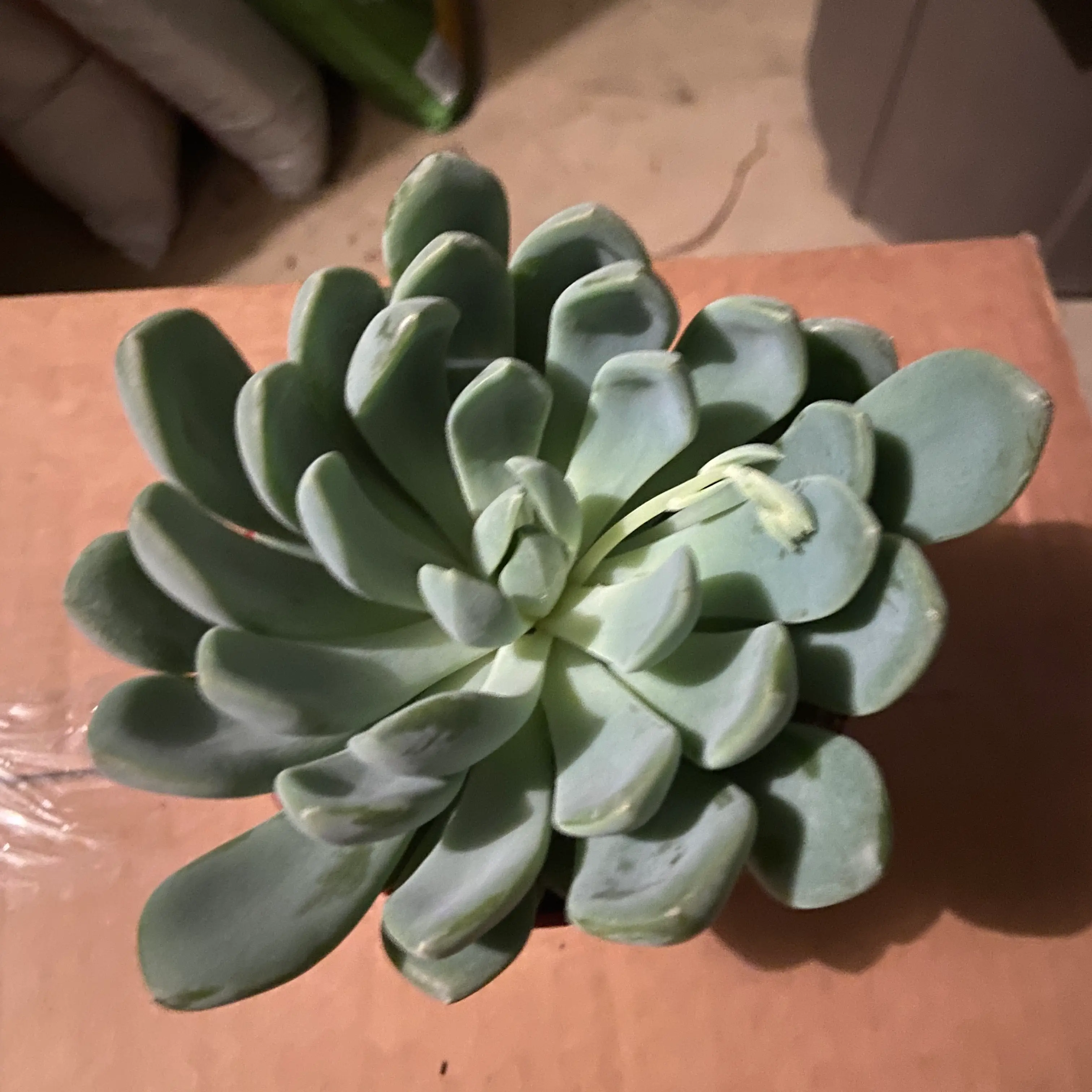 Photo of the plant species Echeveria Aurora by @ejmac named Aurora on Greg, the plant care app