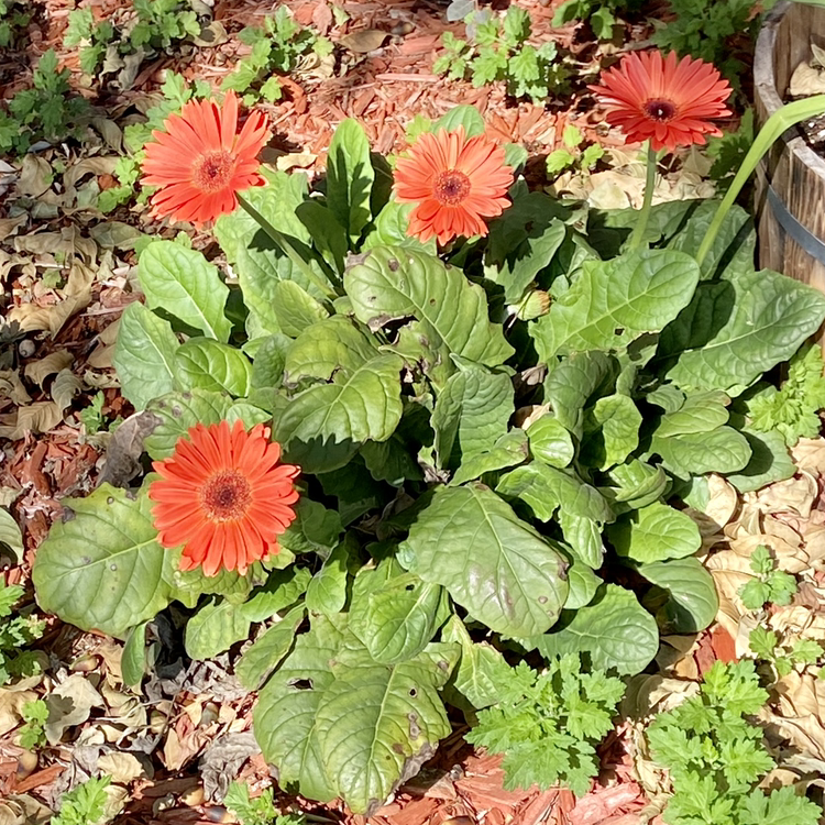 Photo of the plant species Gerbera by @ejmac named Daisy Duke on Greg, the plant care app