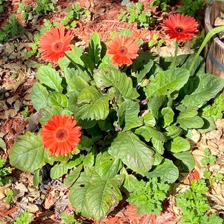 Gerbera plant in Somewhere on Earth