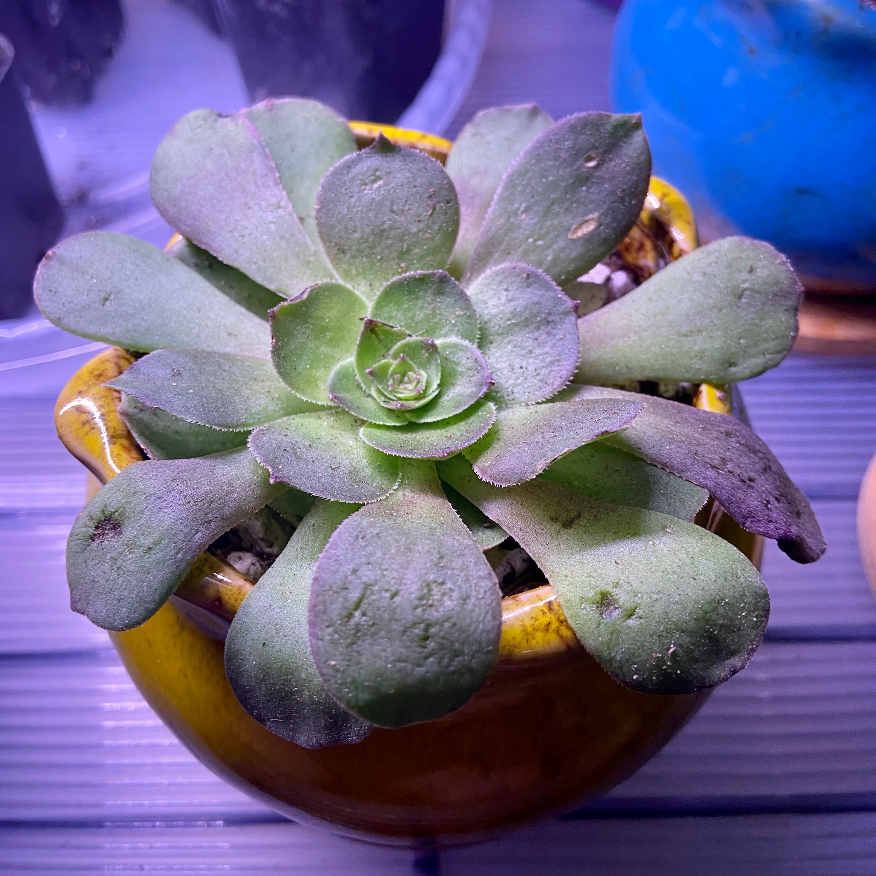 Photo of the plant species Aeonium Green Platters by @ejmac named Plato on Greg, the plant care app