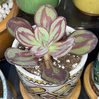 Painted Echeveria plant in Somewhere on Earth