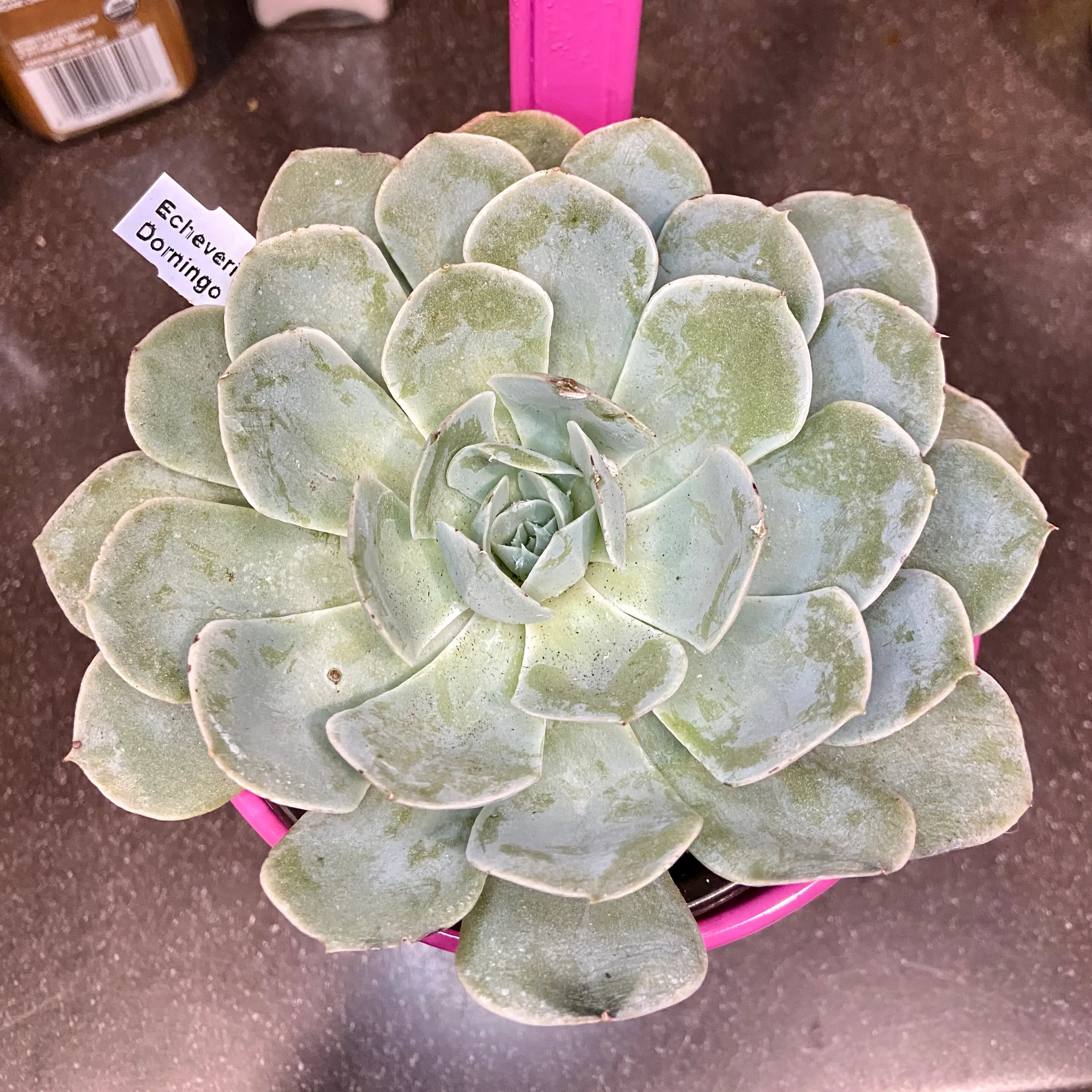 Photo of the plant species Echeveria 'Domingo' by @ejmac named Domingo on Greg, the plant care app