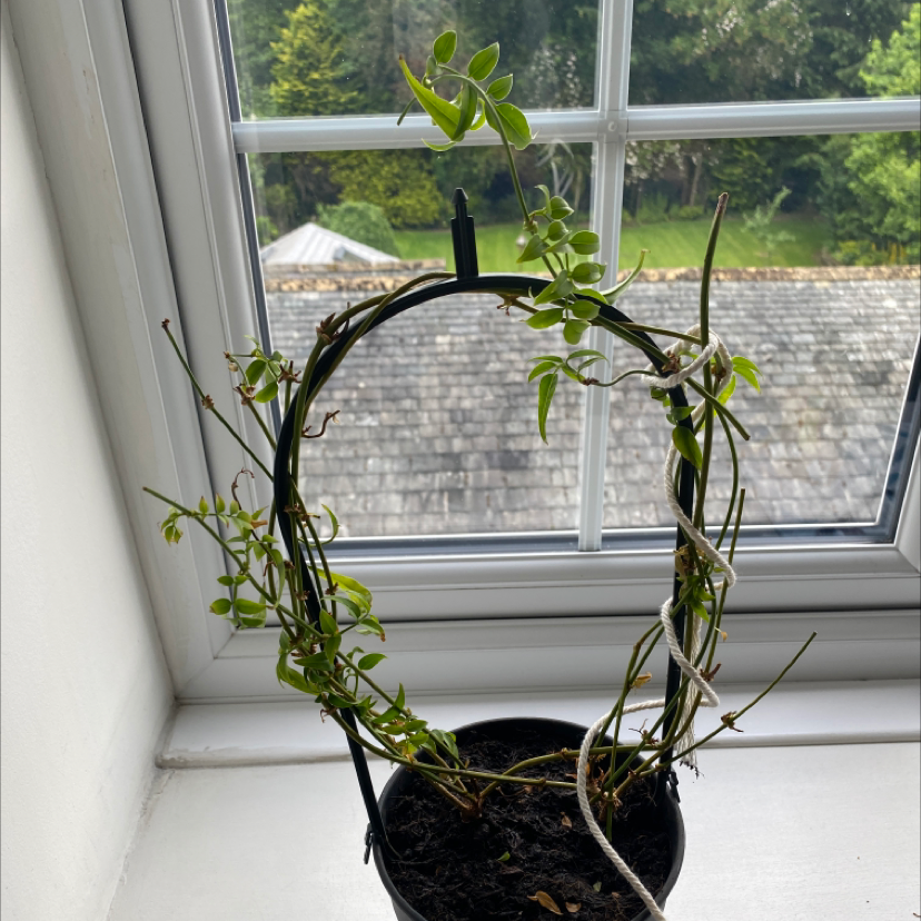 🤒 Why Are There Brown Spots on My White Jasmine?