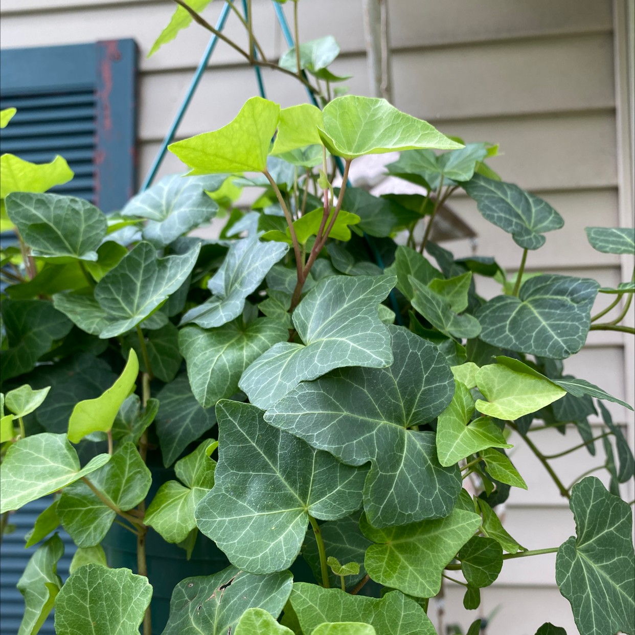 English Ivy plant photo by @JUSTPLANTY named Ivy on Greg, the plant care app.