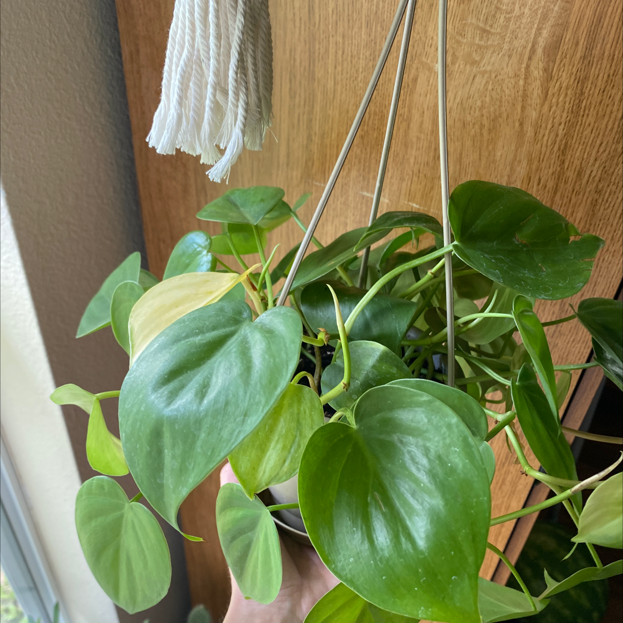 Philodendron Scandens plant photo by @JUSTPLANTY named Cleopatra on Greg, the plant care app.