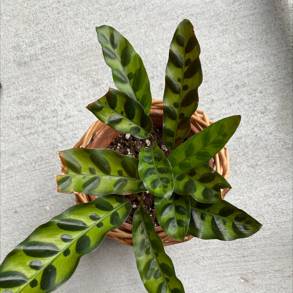 Rattlesnake Plant plant photo by @JUSTPLANTY named Speckles on Greg, the plant care app.