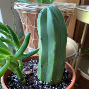 Whortleberry Cactus plant photo by @JUSTPLANTY named Cucumber on Greg, the plant care app.