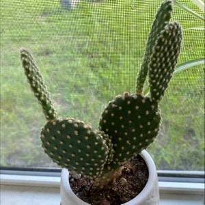 Bunny Ears Cactus plant photo by @JUSTPLANTY named Bunni on Greg, the plant care app.