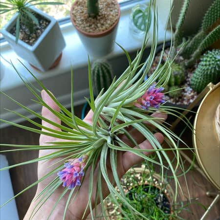 Photo of the plant species Aeranthos Air Plant by @JUSTPLANTY named Pinky & Purp on Greg, the plant care app