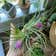 Calculate water needs of Aeranthos Air Plant
