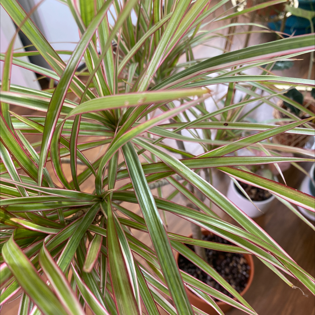 Dragon Tree plant photo by @JUSTPLANTY named Charlotte on Greg, the plant care app.