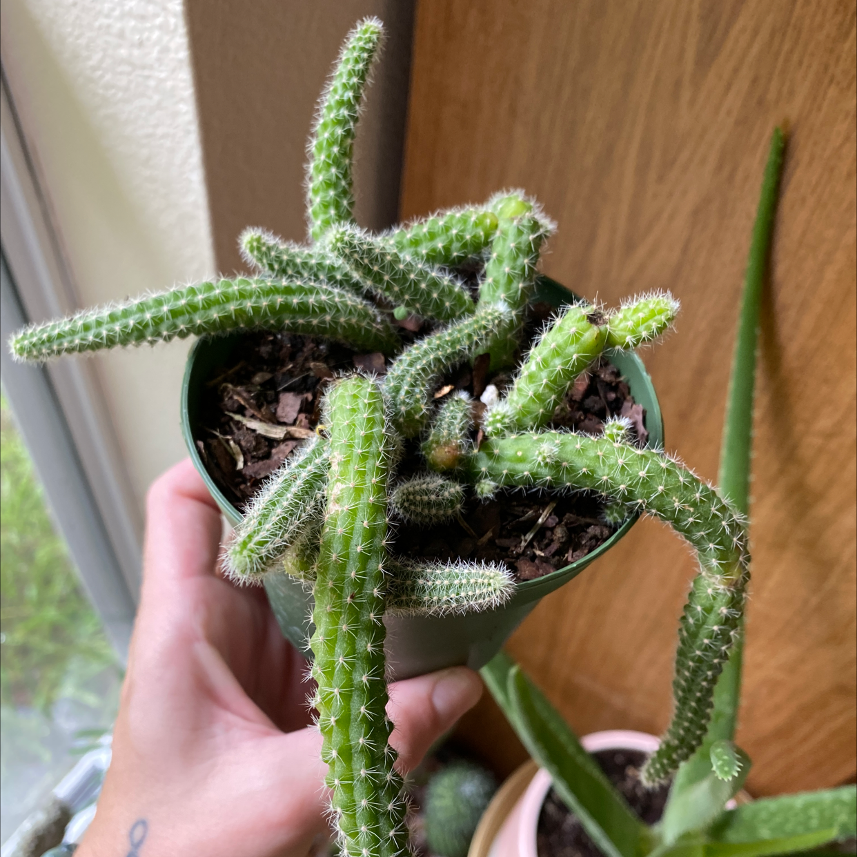Rat Tail Cactus in a small pot, held by a hand, with another plant in the background.