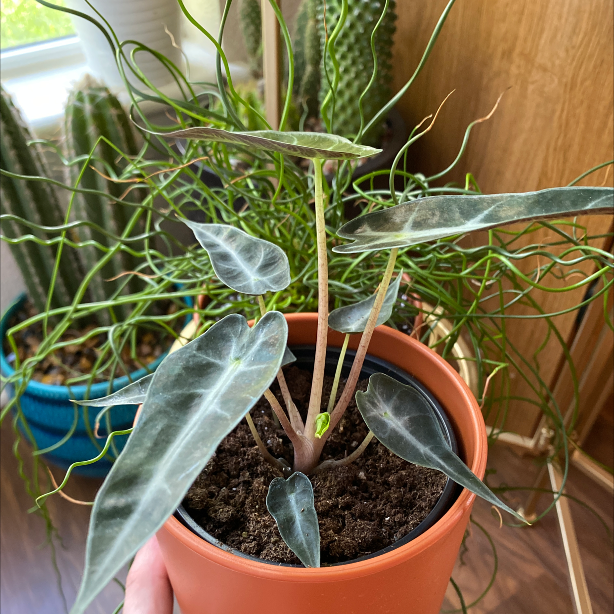 Alocasia 'Bambino' plant in a pot with visible soil, held by a hand, with other plants in the background.