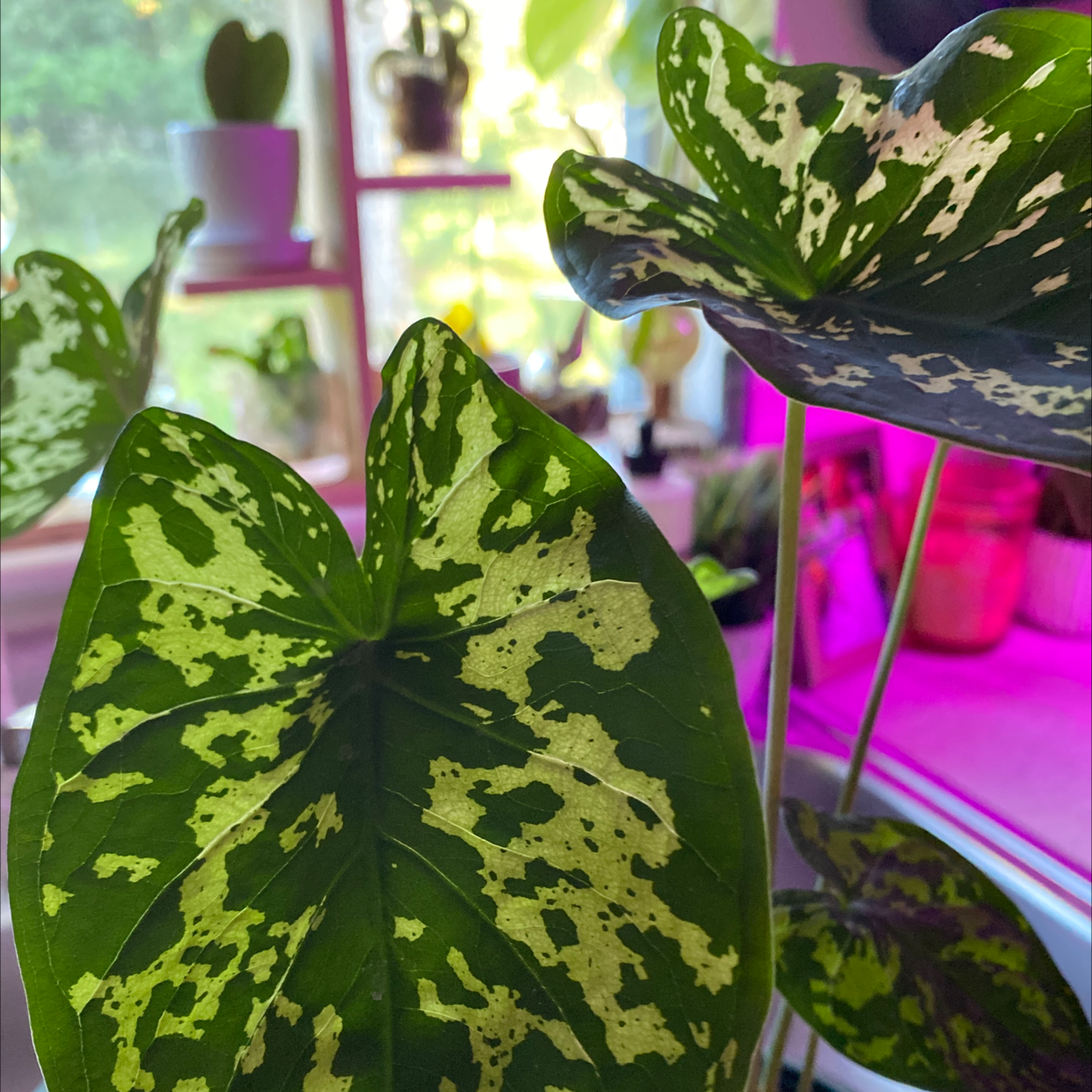 Caladium Hilo Beauty plant with green leaves and white splotches in a well-lit environment.