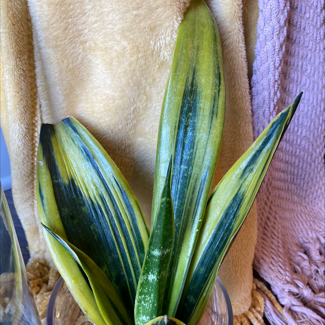 Golden Flame Snake Plant with variegated green and yellow leaves in a glass container.