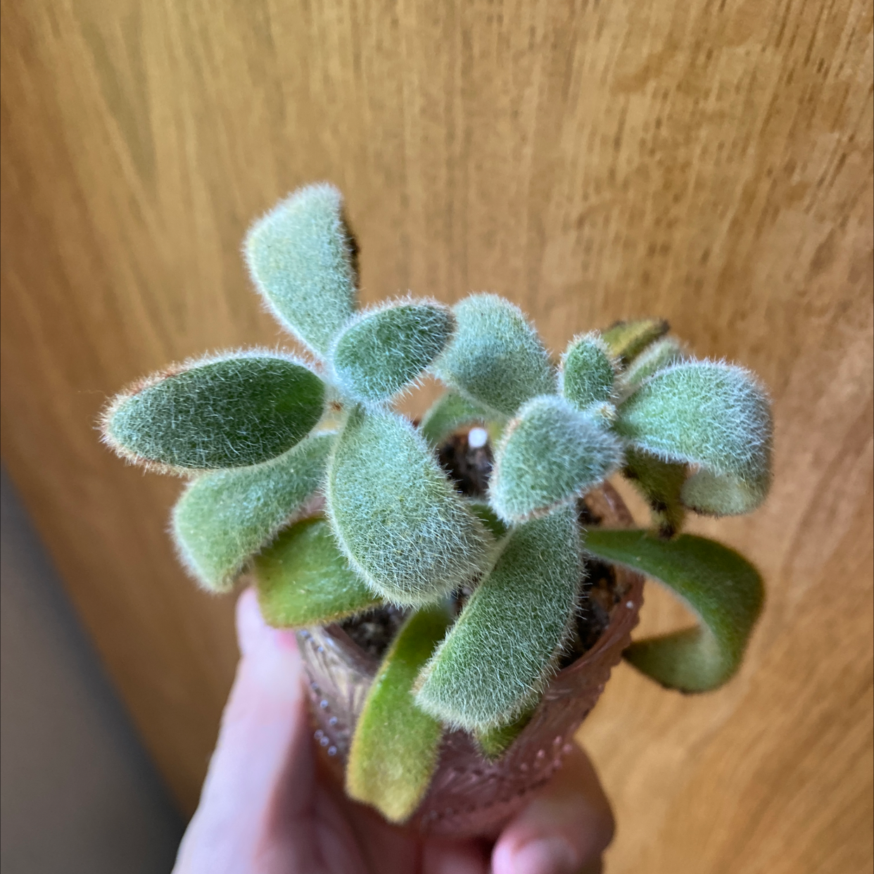 Panda Plant plant photo by @JUSTPLANTY named Foxxy on Greg, the plant care app.