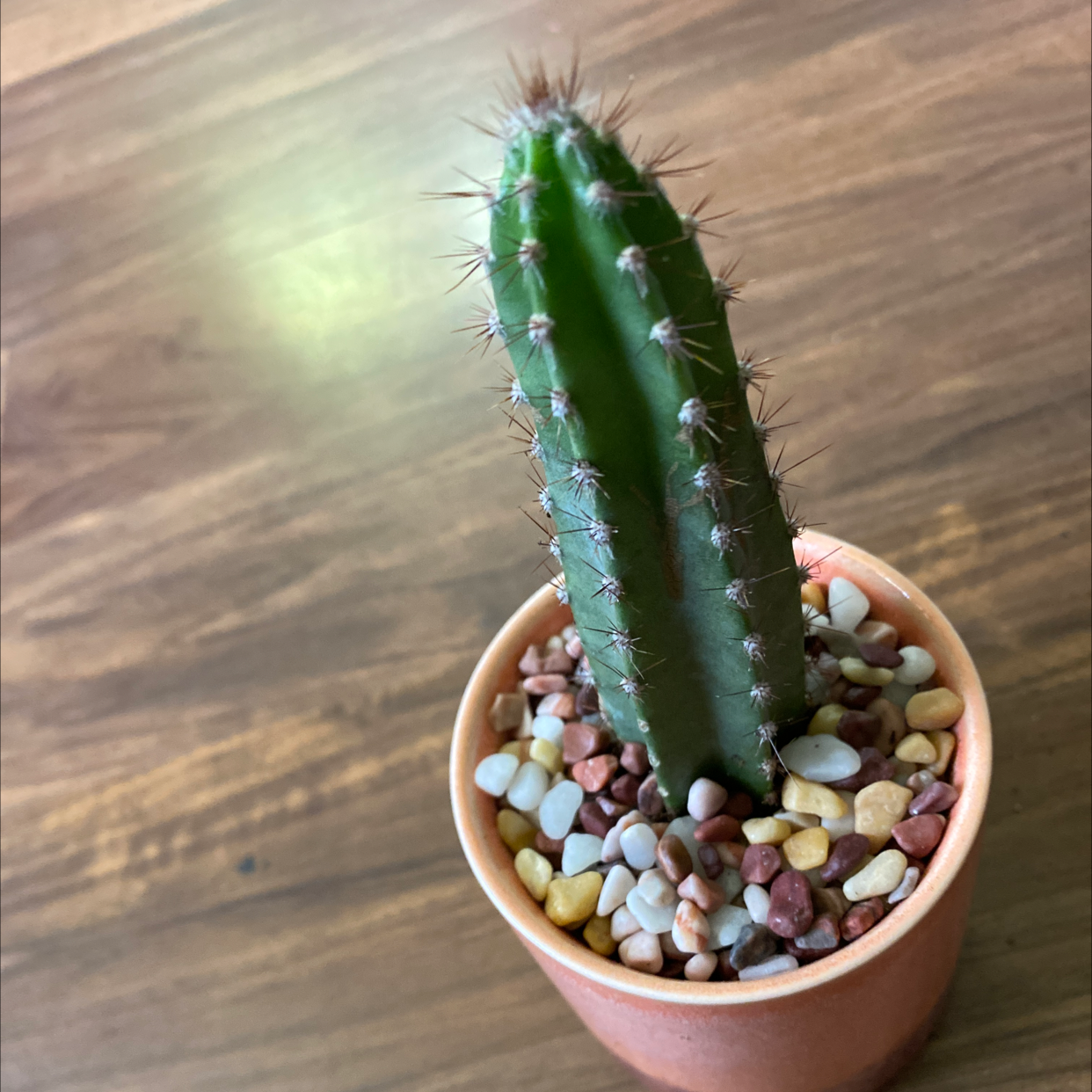 Pleated Cereus plant photo by @JUSTPLANTY named Zion on Greg, the plant care app.
