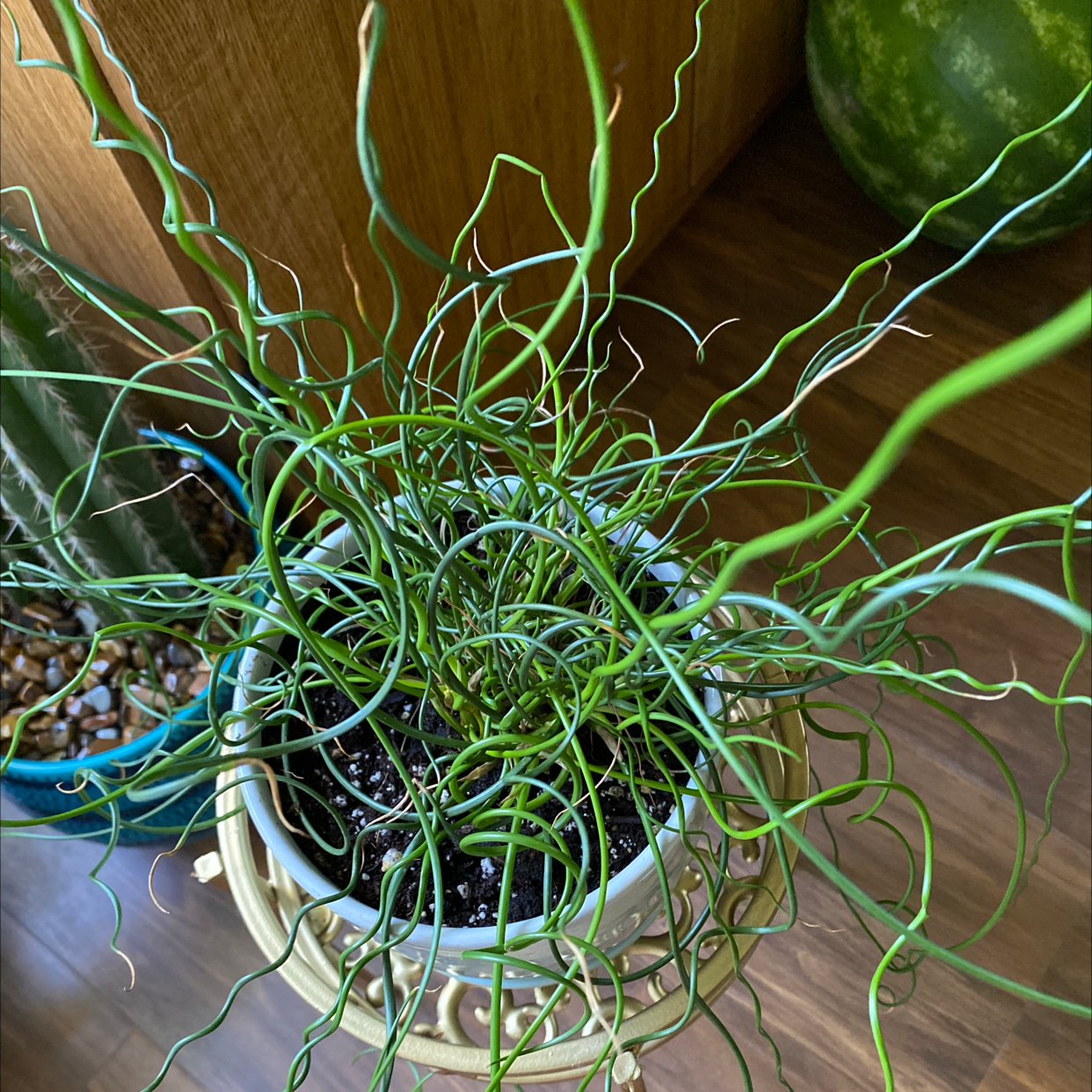 Common Rush plant photo by @JUSTPLANTY named ￼ Crack Head on Greg, the plant care app.