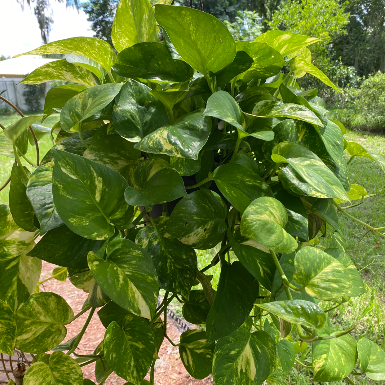 Taro Vine plant photo by @JUSTPLANTY named Sol on Greg, the plant care app.