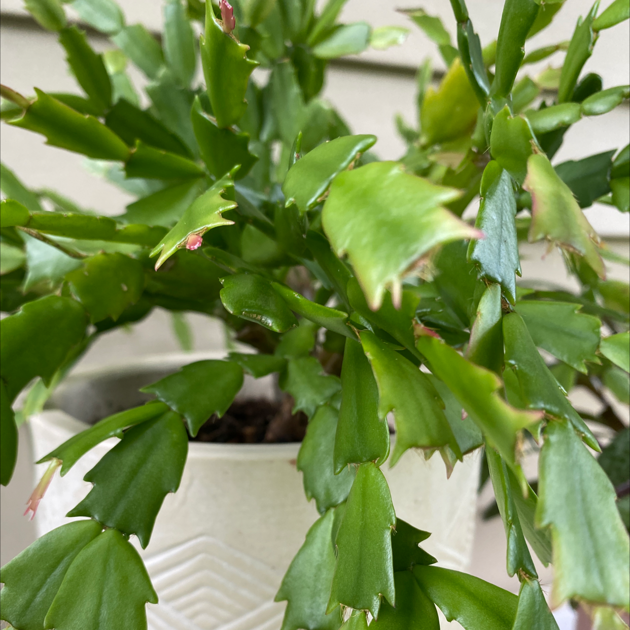 Photo of the plant species False Christmas Cactus by @JUSTPLANTY named Clooney on Greg, the plant care app