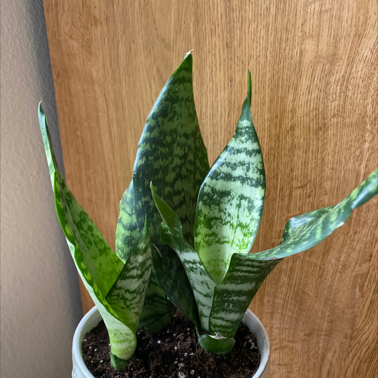 Sansevieria 'Frozen' plant with upright leaves in a pot with visible soil.