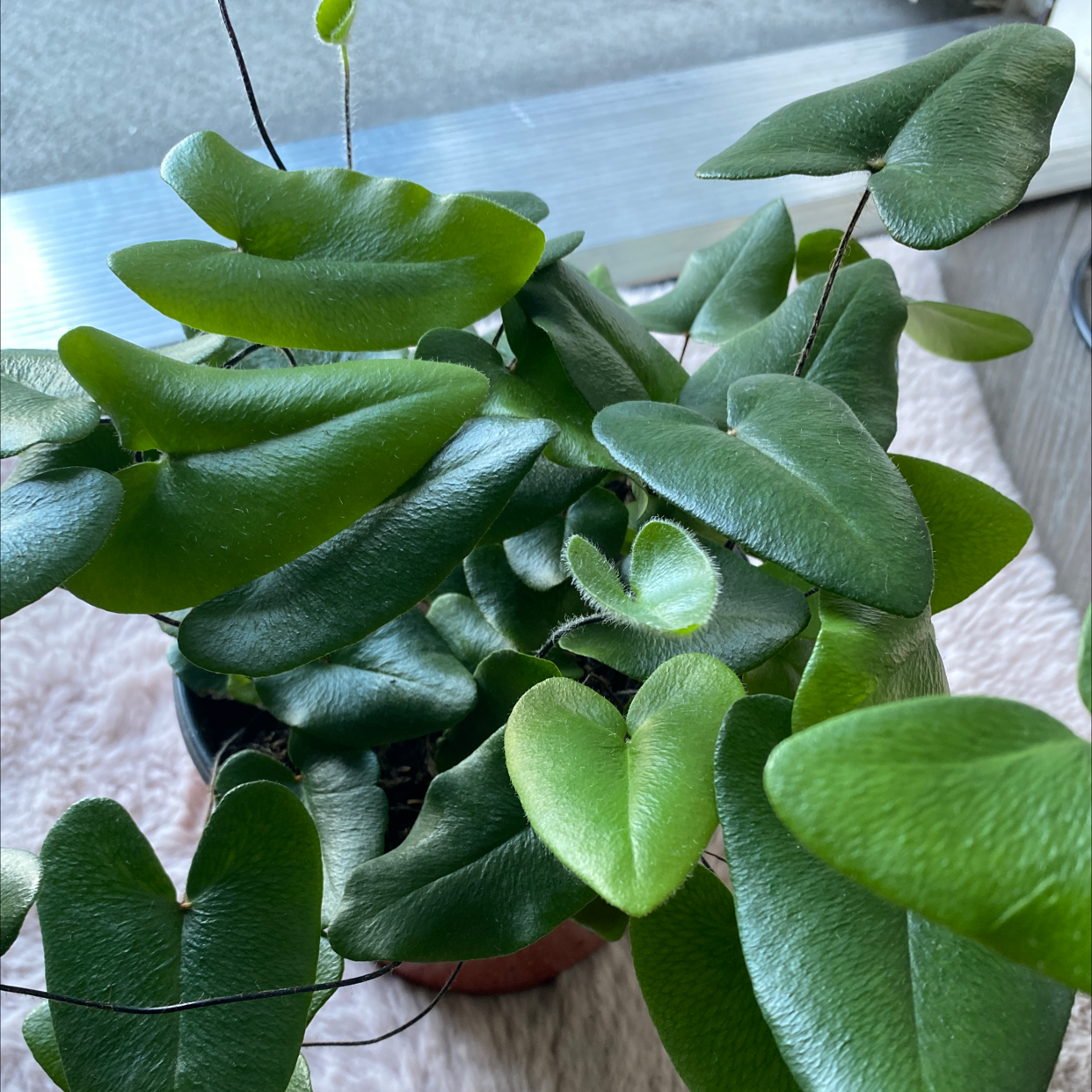 Healthy Golden Leather Fern with vibrant green, leathery leaves.