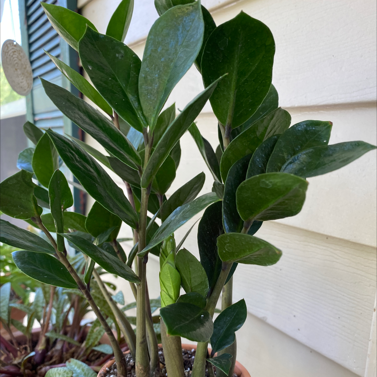 Zamioculcas Zamiifolia plant photo by @JUSTPLANTY named ZZ on these hoez on Greg, the plant care app.