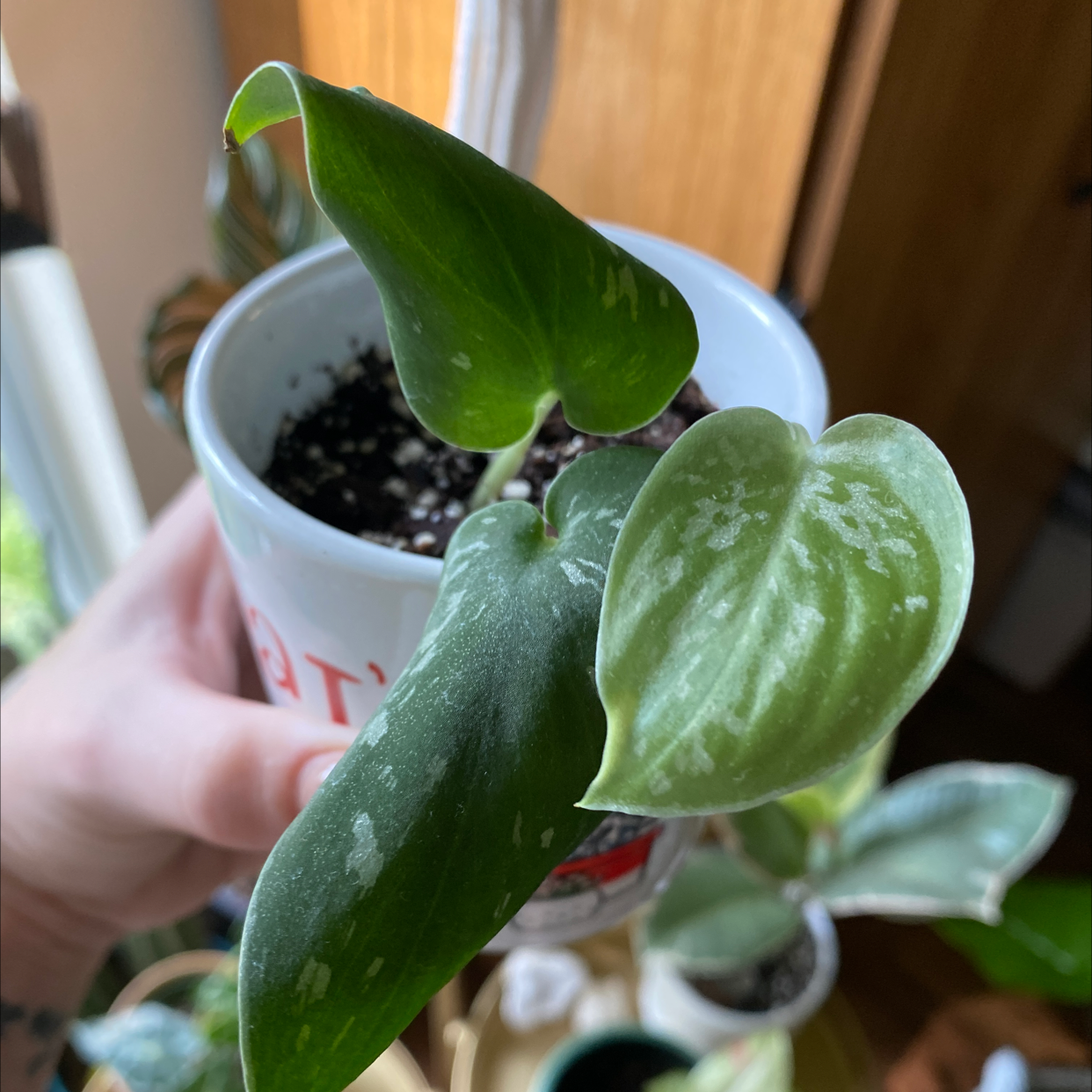 Satin Pothos plant photo by @JUSTPLANTY named Baby Sliver on Greg, the plant care app.
