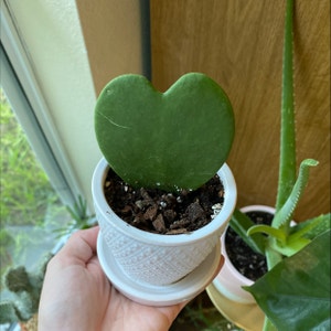 Sweetheart Hoya plant photo by @JUSTPLANTY named Hearts on Greg, the plant care app.