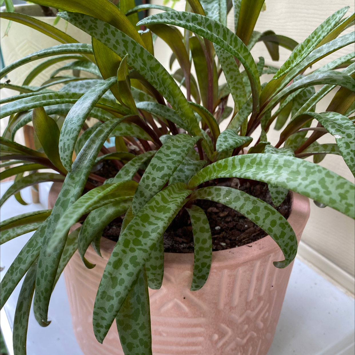 Photo of the plant species Silver Squill by @JUSTPLANTY named Sir Plancelot on Greg, the plant care app