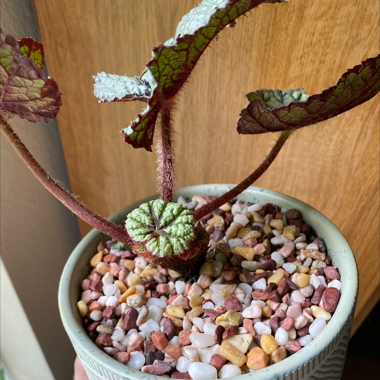 Rex Begonia plant photo by @JUSTPLANTY named Purple Rain ☔️ on Greg, the plant care app.