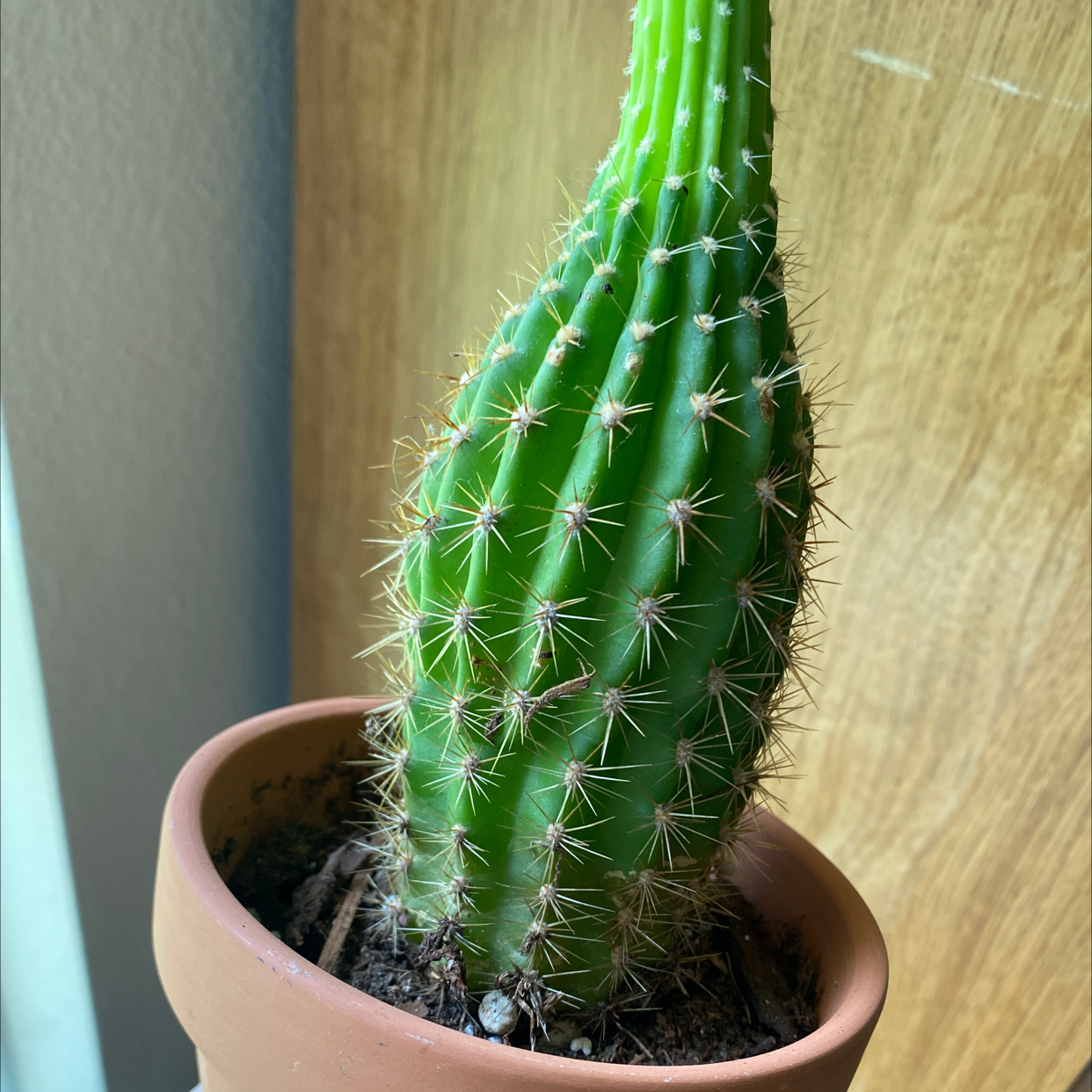 Organ Pipe Cactus plant photo by @JUSTPLANTY named Prickles on Greg, the plant care app.