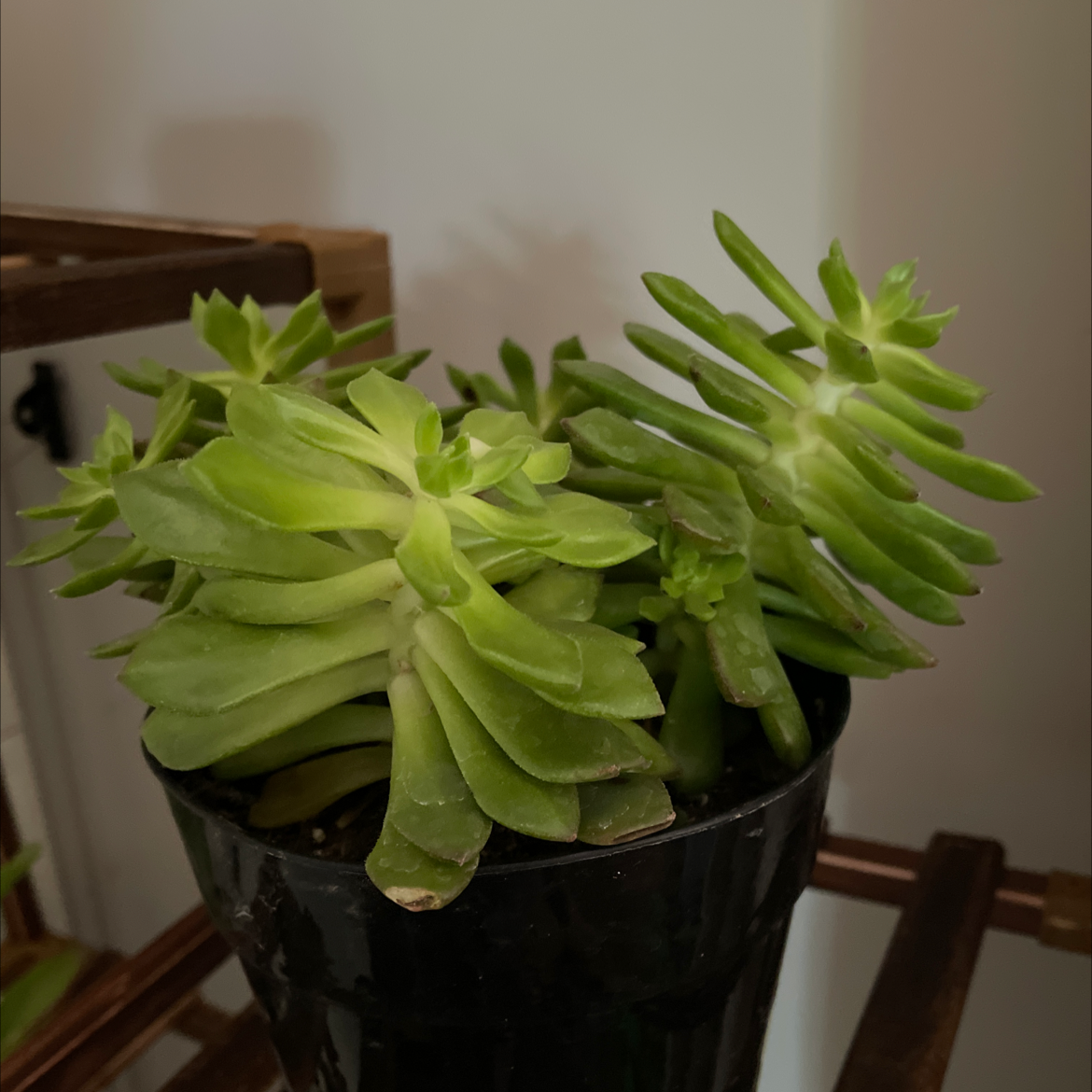 Sedeveria 'Letizia' plant in a black pot with vibrant green leaves.