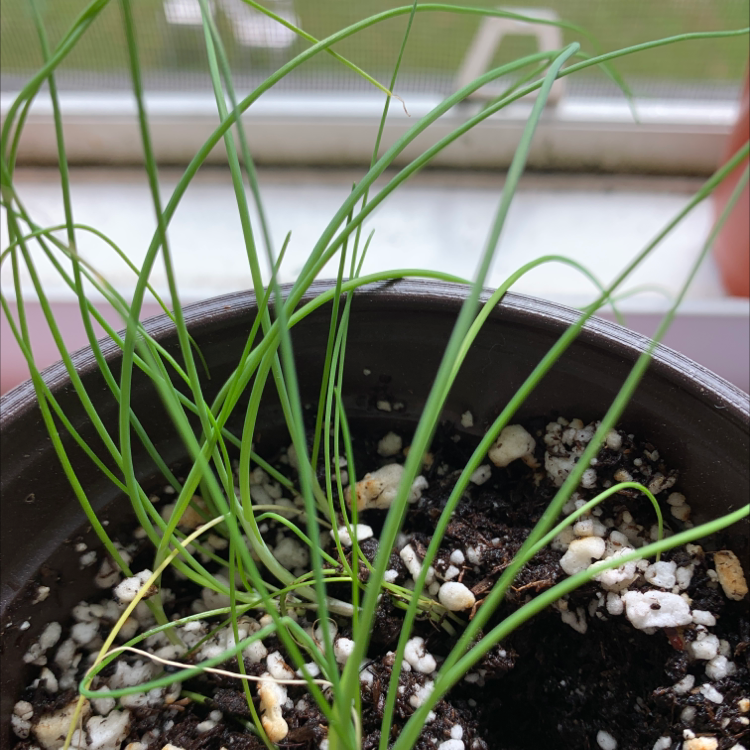 Photo of the plant species Wild Chives by @lilly.skii named Charlie on Greg, the plant care app