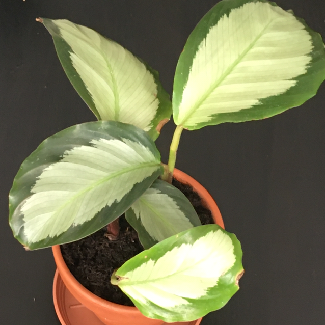 Photo of the plant species Calathea picturata 'Argentea' by @phantasmagoria named Minerva on Greg, the plant care app