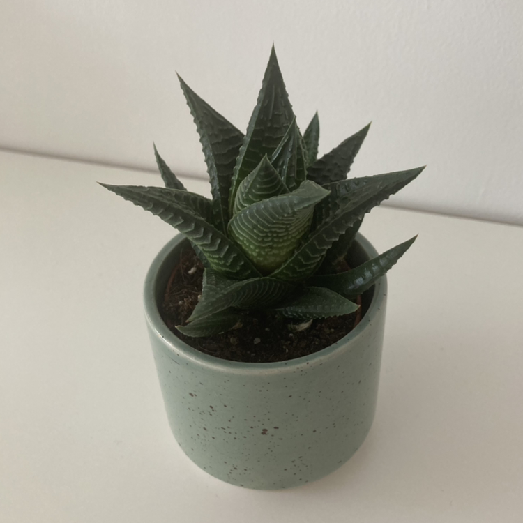 Fairy Washboard plant photo by @dee24 named peggy on Greg, the plant care app.