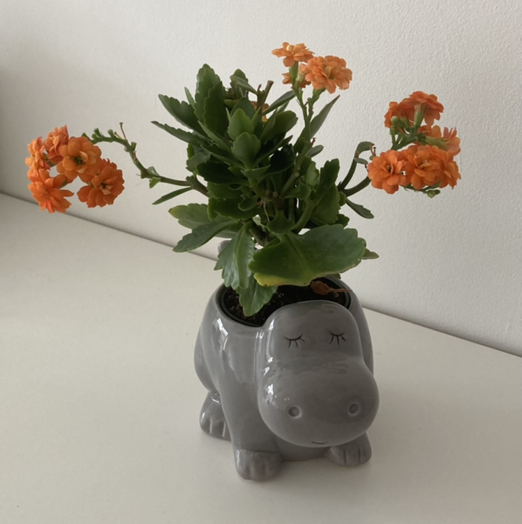 Florist Kalanchoe plant photo by @dee24 named kanye east on Greg, the plant care app.