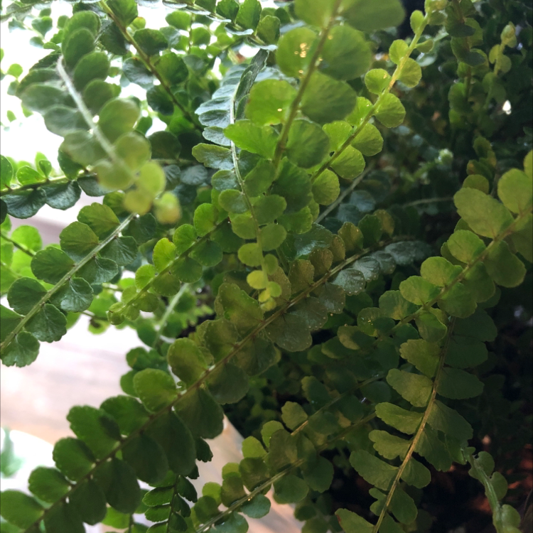 Close-up of a healthy, green Erect Sword Fern plant with lush, pinnate fronds and no signs of disease or damage.