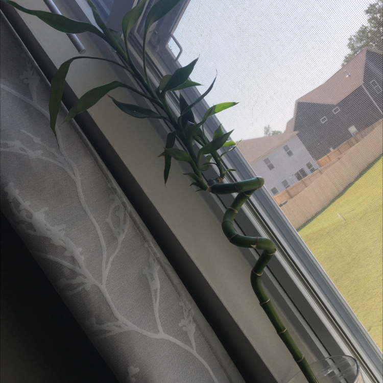 Lucky Bamboo plant photo by @DarkMoon568 named Bambi on Greg, the plant care app.